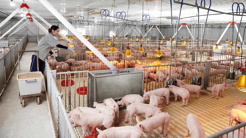 Dabaco Việt Nam (DBC) lên kế hoạch Kl99ok phiên bản mới dự án khu đô thị Dabaco Vạn An