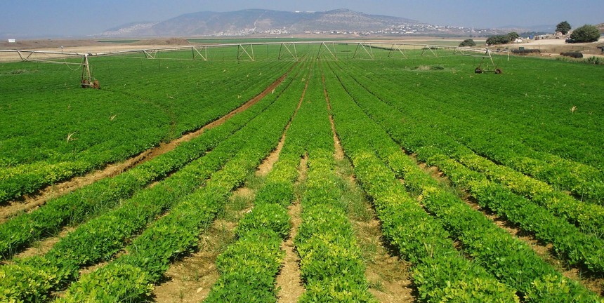 IFC Kl99ok phiên bản mới 230 tỷ đồng vào PAN Farm 