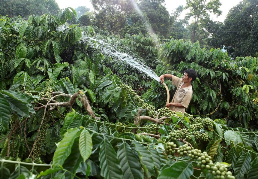 Gia đình anh H’Nich, dân tộc Ba Na ở Làng K’Tăng, xã K’Dang, huyện Đắk Đoa, tỉnh Gia Lai vay vốn hộ mới thoát nghèo Kl99ok phiên bản mới trồng cà phê