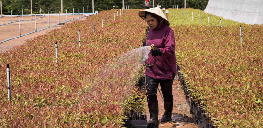 Kl99ok phiên bản mới của ADB sẽ giúp cải thiện sinh kế của các công nhân trồng rừng và cộng đồng, tăng cường đa dạng sinh học và mang lại kết quả tích cực về khí hậu thông qua giảm khai thác gỗ rừng tự nhiên. Ảnh: New Forests