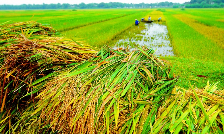 Tiếp tục hỗ trợ 90% phí Kl99kl phiên bản hoạt động nông nghiệp cho hộ nghèo và cận nghèo