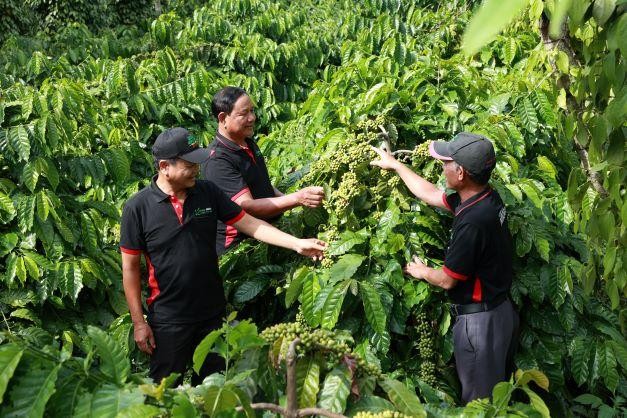 Để tăng giá trị xuất khẩu cho hạt cà phê, Nestlé Việt Nam Kl99ok phiên bản mới từ phát triển nguồn nguyên liệu bền vững cho đến công nghệ chế biến