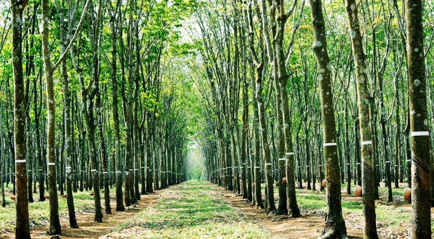 Khu đất 100 ngàn m2 vừa UBND tỉnh Đồng Nai quyết định thu hồi để đấu giá thu hút rất nhiều nhà Kl99ok phiên bản mới quan tâm vì có vị trí rất đặc địa khi nằm gần Cảng hành không quốc tế Long Thành và các trục KL99 là cổng game giải trí trực tuyến hàng đầu hiện nay huyết mạch.