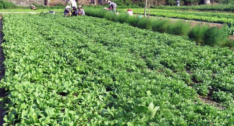 Dự án vườn rau công nghệ cao kết hợp du lịch cộng đồng được Kl99ok phiên bản mới dựa trên sản phẩm đã có sẵn và các hộ dân cùng tham gia góp cổ phần theo các hình thức khác nhau