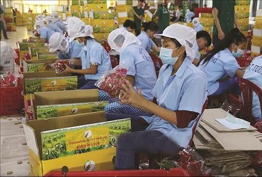 Để xuất khẩu nông sản bền vững sang Anh, Kl991.com World Cup 2026 Chính Thức cần thực hành Kl994 nhà cái bóng đá world cup theo tiêu chuẩn GlobalGAP