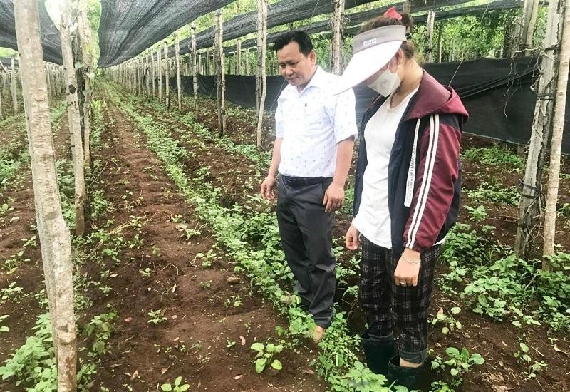 Tính đến nay, tỉnh Gia Lai Kl99ok phiên bản mới và phát triển gần 4.000 ha cây dược liệu. Ảnh: Nguyễn Diệp