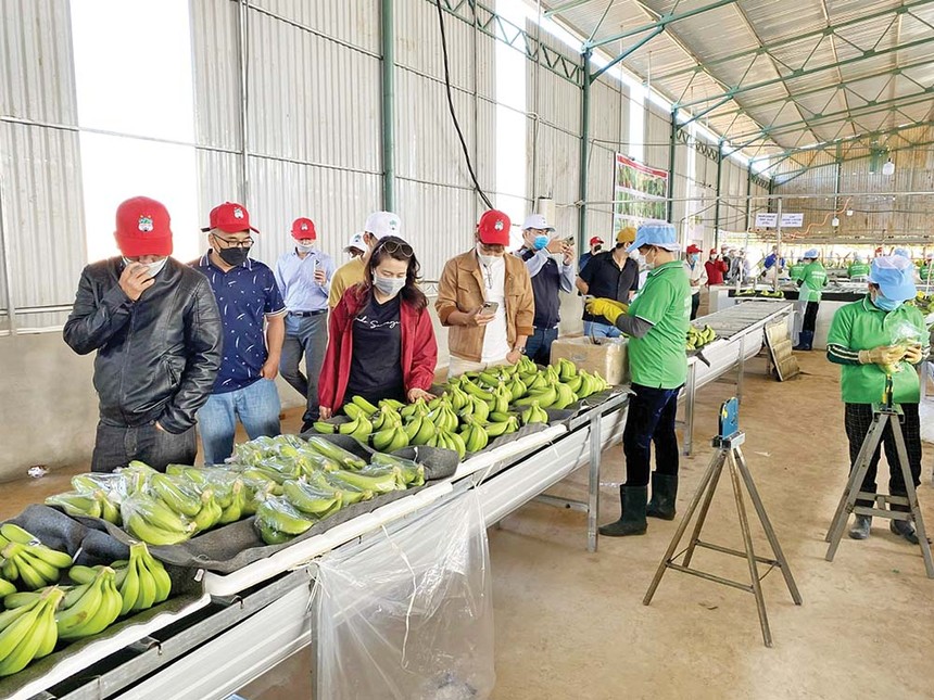 Nhà Kl99ok phiên bản mới thăm quan nhà máy chế biến chuối của Hoàng Anh Gia Lai Ảnh: Hải Lý
