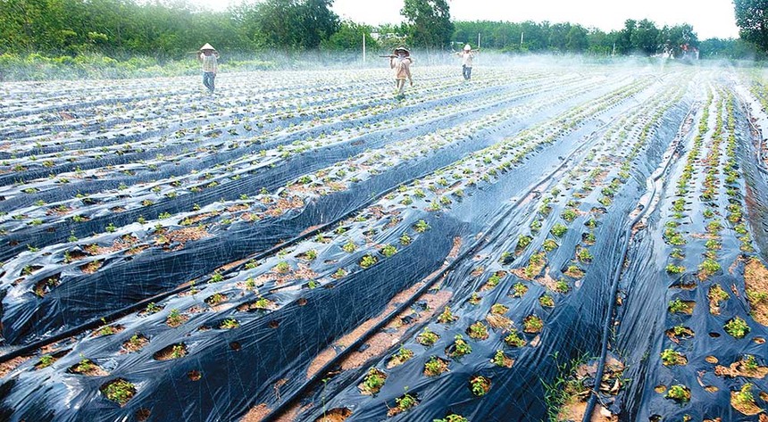 Quảng Bình xây dựng “bệ đỡ” nông nghiệp công nghệ cao 