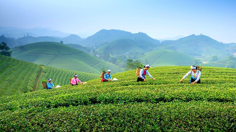 Chương trình OCOP được các địa phương triển khai đồng bộ, rộng khắp, trở thành một giải pháp được ưu tiên trong phát triển Kl992 cổng game cá cược nông thôn. (Ảnh: Phương Linh)