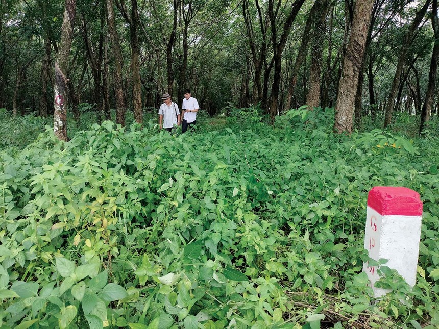 Đất cao su của Tổng công ty Cao su Đồng Nai chưa được thanh lý, giải phóng mặt bằng cho Dự án KL99 là nhà cái cá cược trực tuyến hàng đầu tại châu Á Biên Hòa - Đồng Nai.