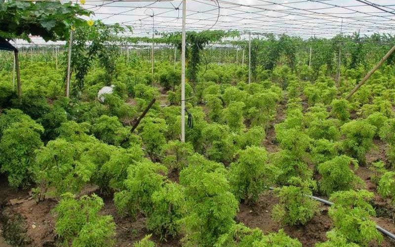 Ninh Thuận tìm nhà Kl99ok phiên bản mới cho dự án trồng cây dược liệu rộng gần 30 ha 