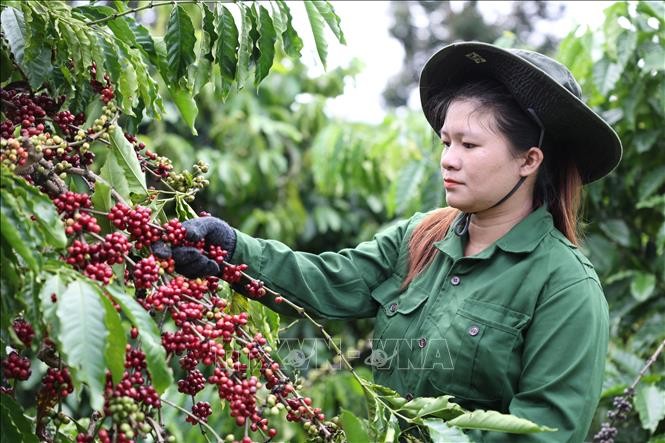 Công nhân Công ty TNHH Kl994 nhà cái bóng đá world cup và thương mại Vương Thành Công (Đắk Lắk) thu hoạch cà phê. Ảnh: Tuấn Anh/TTXVN