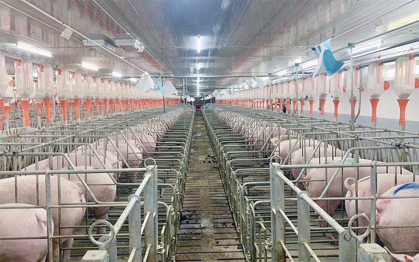 Giá heo duy trì ở mức thấp khiến Dabaco chỉ ghi nhận Kl99 nổ hũ 2023 vẻn vẹn 25 tỷ đồng