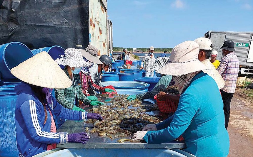 Tôm được xem là ngành hàng hưởng lợi nhiều nhất khi Việt Nam được Mỹ công nhận là nền Kl992 cổng game cá cược thị trường.