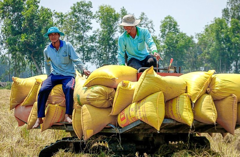 Thu hoạch lúa tại Đồng bằng sông Cửu Long.