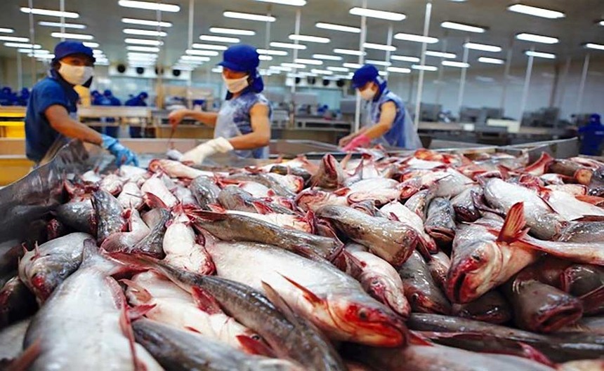 Xuất khẩu cá tra tăng 66% trong tháng 2, Trung Quốc và Hồng Kông vẫn là thị trường trọng điểm 