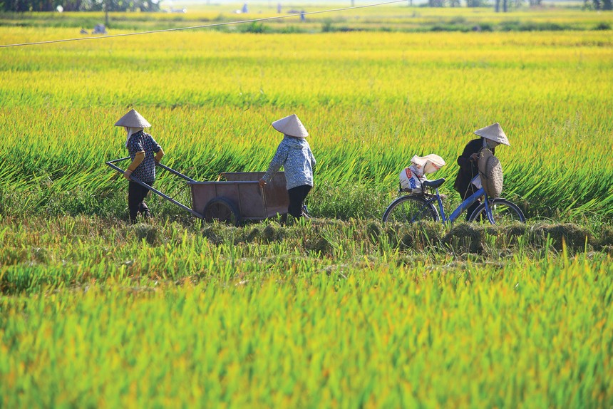 Nông nghiệp là lĩnh vực chịu rủi ro thiên tai rất lớn, nhưng độ phủ của Kl99kl phiên bản hoạt động rất thấp