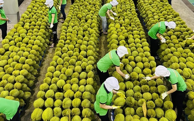 Một trong những thị trường Link Vào Nhà Cái KL99 COM Tặng +199k lớn trái cây của Việt Nam là thị trường Trung Quốc.