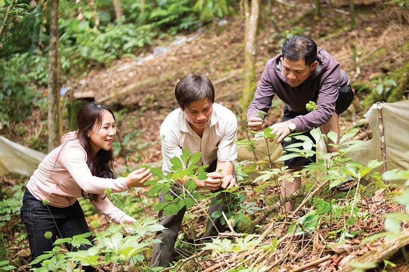 Kon Tum phấn đấu phát triển vùng dược liệu tỉnh Kon Tum thành vùng dược liệu trọng điểm quốc gia và trở thành trung tâm Kl994 nhà cái bóng đá world cup dược liệu lớn của cả nước. Ảnh minh họa 