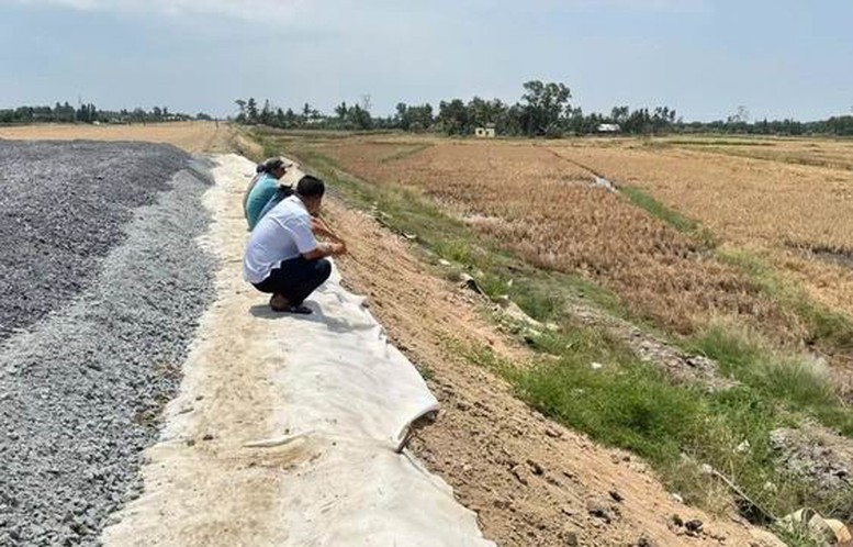 Khu vực lúa chết bất thường cạnh KL99 là nhà cái cá cược trực tuyến hàng đầu tại châu Á Cần Thơ - Cà Mau.