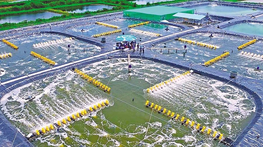 Phát triển Cà Mau trở thành Trung tâm Kl994 nhà cái bóng đá world cup chế biến tôm của cả nước 
