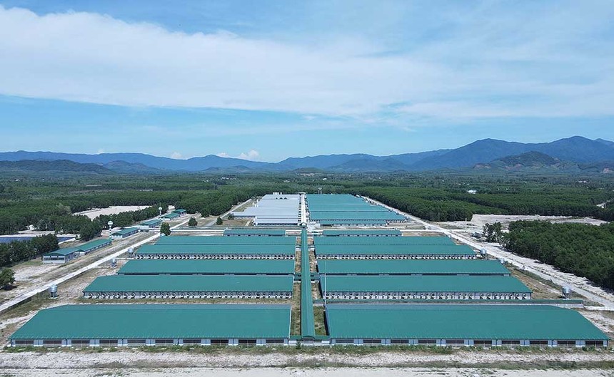 Dự án Trại heo giống công nghệ cao Thagrico Bình Định của Thaco Argi đang tiếp tục được mở rộng (Ảnh: Thaco argi) 