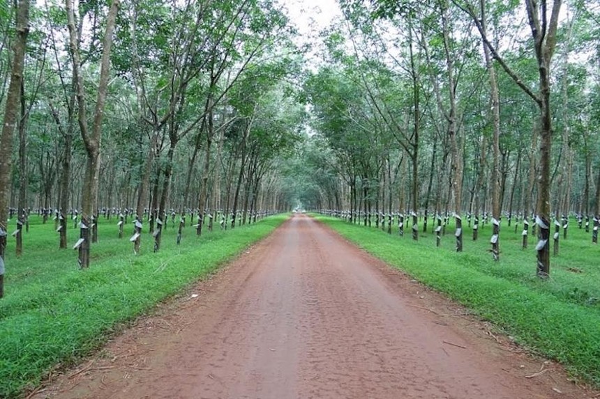 Kl994 game bài casino hấp dẫn Cao su (GVR) có thể nhận tối thiểu 361 tỷ đồng tiền 99Kl.app mobile mới nhất từ Cao su Phước Hòa (PHR)