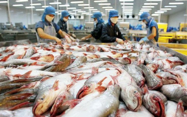 Xuất khẩu cá tra thêm lợi thế bất ngờ từ cá minh thái và giá KL99 dịch vụ hỗ trợ 24/7