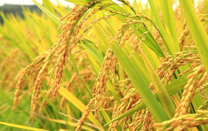 Vinaseed (NSC) điều chỉnh giảm mục tiêu doanh thu, Kl99 nổ hũ năm