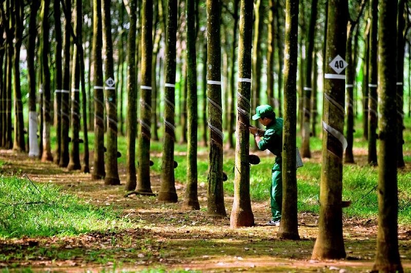 Cao su Tây Ninh (TRC) chốt quyền trả 99Kl.app mobile mới nhất đợt 2/2020 bằng tiền, tỷ lệ 9%