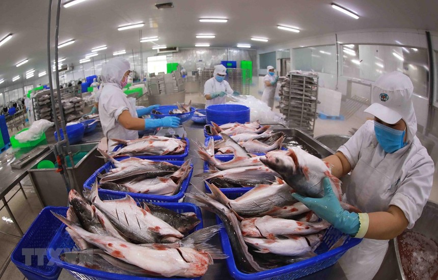 Xuất khẩu cá tra sang khối CPTPP kỳ vọng lần đầu tăng trưởng dương trong năm nay