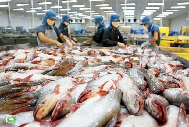 Kl993 ưu đãi thưởng hấp dẫn đồng ý chưa thực hiện một số Điều khoản của Nghị định số 36 về cá tra