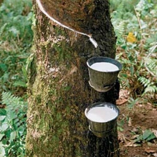 Ngành cao su tự nhiên, lựa chọn Kl99ok phiên bản mới an toàn