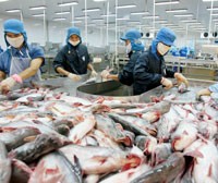 Cá tra là một trong những sản phẩm Kl994 nhà cái bóng đá world cup khẩu chủ lực của ngành thủy sản Việt Nam - Ảnh: Hoài Nam