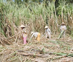 Lý do bảo vệ người trồng mía chưa thuyết phục để ngành đường kêu gọi bảo hộ
