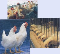 DBC, Kl99 nổ hũ sụt giảm do không có doanh thu Web Tổng Nhà Cái 99Kl99 Giải Trí Bậc Nhất