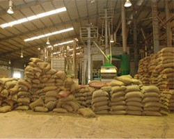THV thu hút vốn ngoại cho chế biến cà phê