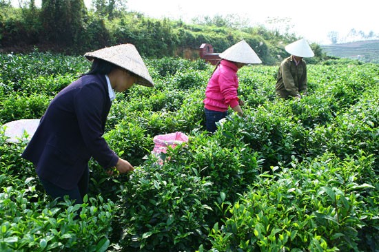 Vốn FDI vào nông nghiệp: Khai thông từ PPP