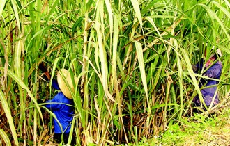 319%: Mức tăng trưởng Kl99 nổ hũ 6 tháng đầu năm 2011 của Công ty Đường Kontum (KTS).