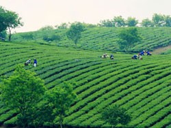 Năm 2012, HAI đặt kế hoạch lãi 90,44 tỷ đồng