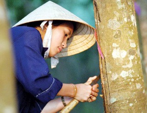 Hầu hết DN khai thác cao su thuộc VRG đều có tỷ suất Kl99 nổ hũ cao