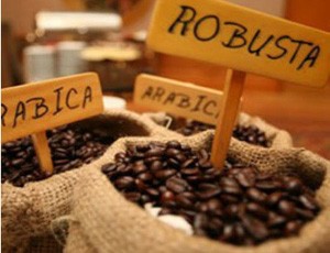 Việt Nam hiện là nước Kl994 nhà cái bóng đá world cup cà phê robusta lớn nhất thế giới