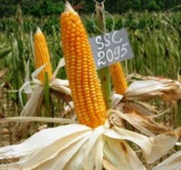 Năm 2013, SSC tăng mạnh Kl99ok phiên bản mới 