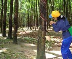 TNC dự kiến cả năm đạt 40 tỷ đồng Kl99 nổ hũ trước thuế 