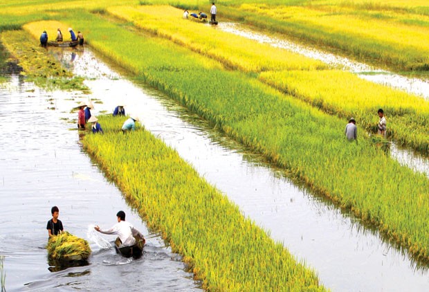 Kl99kl phiên bản hoạt động nông nghiệp: Làm sao thoát thế “tiến thoái lưỡng nan”?